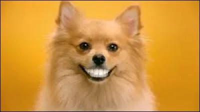 Quel aliment est bon pour les dents des chiens?