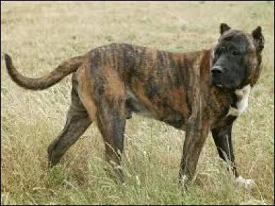 Comment s'appelle cette couleur de chiens?