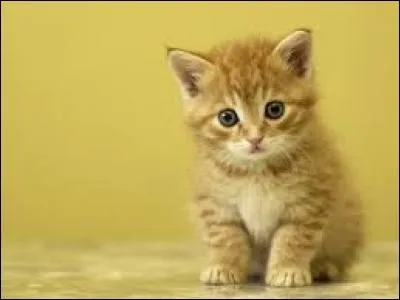 Le comportement du chaton est influencé par...