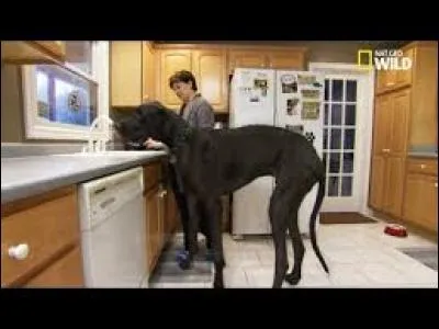 Le plus grand chien du monde mesurait...