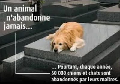 Quel organisme recueille les animaux abandonnés?