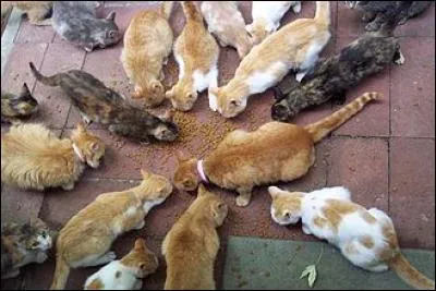 Comment s'appelle la couleur des chats de gouttières ?