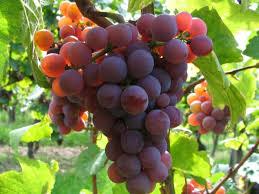 Quiz Ecrivains