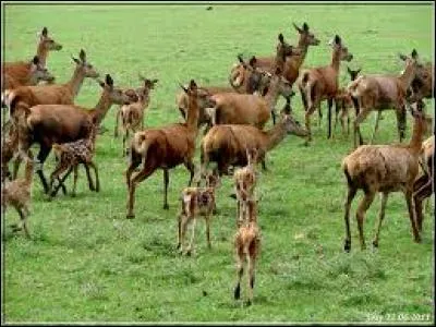 Puis, un plat plus consistant nous sera servis : trente-deux biches accompagnés de nouilles cuisants dans le jus de cane.