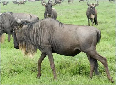 Je ressemble au buffle mais je n'en suis pas un, je suis une antilope qui ne manque pas d'ennemis dans la savane, mais l'un d'eux m'inquiète plus que les autres, surtout durant ma migration, lors du passage des rivières !