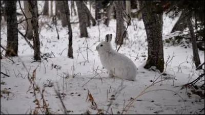 Je vis dans des régions très froides, l'hiver, ma fourrure devient blanche, c'est très pratique pour me camoufler dans la neige, car un prédateur affamé me guette !