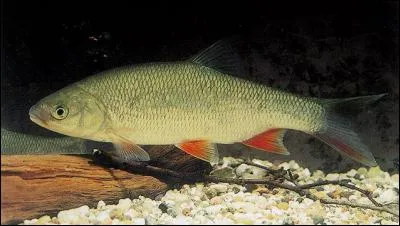 Je vis en eau douce, et ma vie serait plutôt paisible si de temps en temps je ne rencontrais pas Maître Grandgousier !