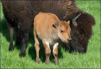 En Amérique du Nord, il est mon ennemi naturel, Serge Régianni l'a chanté !