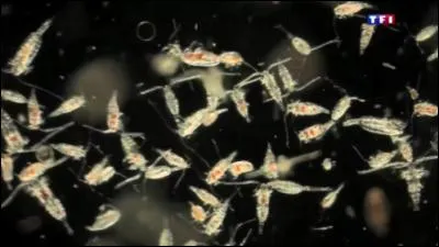 Je vis en mer. Je fais partie des plus petits animaux du monde, mais c'est l'un des plus gros qui m'inquiète le plus !