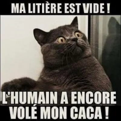 En 2012, comptions-nous plus ou moins de 8 millions de chats en France ?