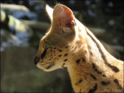 Que mange le serval ?
