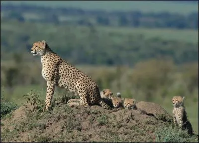 À quel âge la maturité sexuelle du guépard est-elle atteinte ?