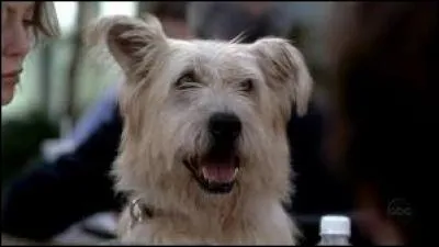 Comment le chien de Meredith et Derek se nomme-t-il ?