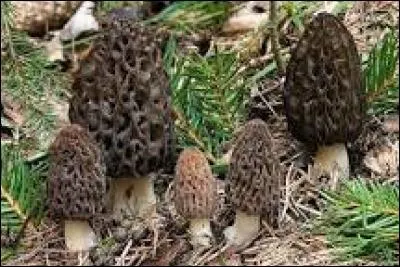 Quel est le nom de ces champignons ?