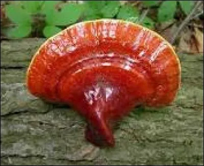 Quel est le nom de ce champignon ?