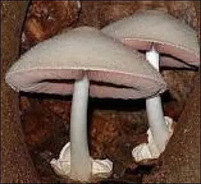 Quel est le nom de ce champignon ?