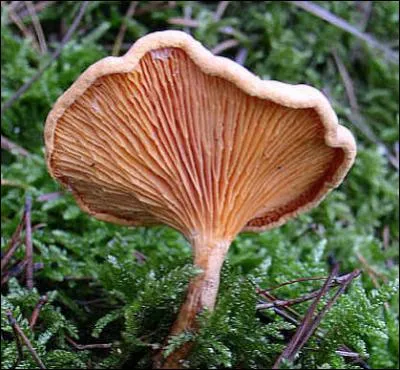 Quel est le nom de ce champignon ?