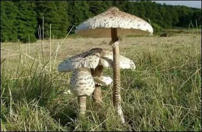 Lesquels sont comestibles ?