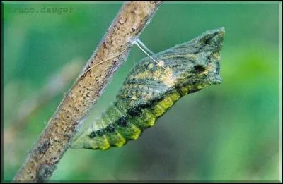 Comment s'orthographie le stade de développement intermédiaire entre la larve et le papillon ?