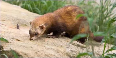 Partez dans le Jura, à Mantry par exemple, avec un peu de chance, en vous y prenant de bonne heure, vous pourrez peut-être trouver une location rue du Cul du Putois !