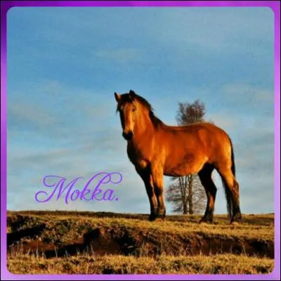 Quelle est la race de ce poney ?