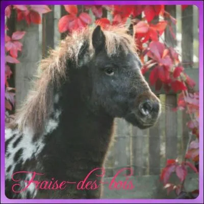 Quelle est la race de ce poney ?