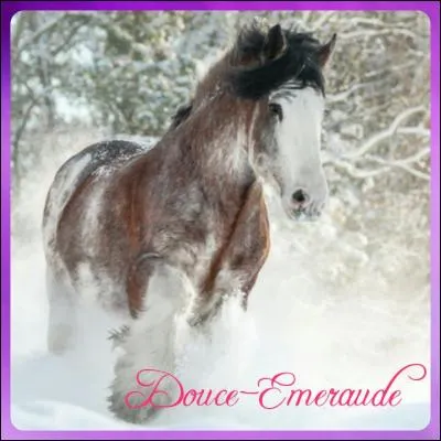 Quelle est la race de ce cheval ?