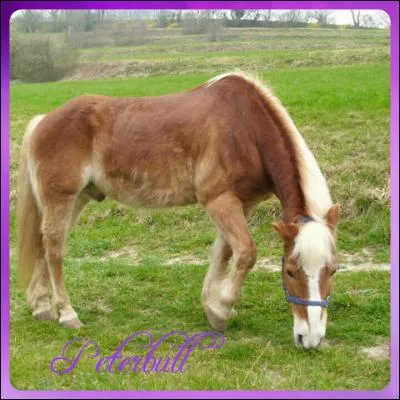 Quelle est la race de ce poney ?