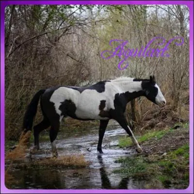 Quelle est la race de ce cheval ?