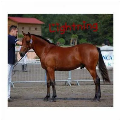 Quelle est la race de ce poney ?