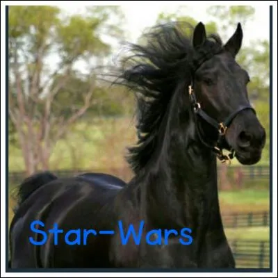 Quelle est la race de ce cheval ?