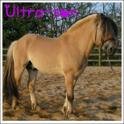 Quelle est la race de ce poney ?