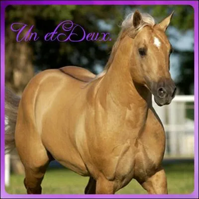 Quelle est la race de ce cheval ?