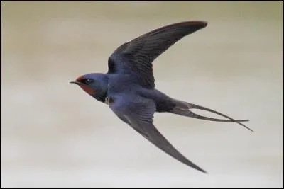 Ce petit passereau vole au-dessus du lac en faisant de belles acrobaties. Grâce à sa longue queue, vous reconnaissez...