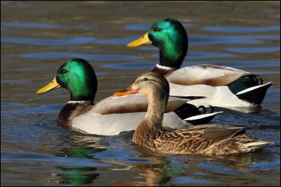 En arrivant au bord du lac, vous remarquez ces canards, reconnaissables à leur tête vert bouteille (uniquement chez les mâles), et à leur miroir bleu (présent chez les deux sexes). Il s'agit de...