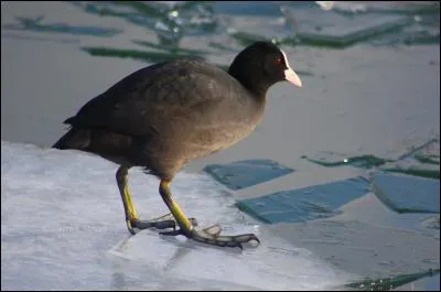 En avançant, vous remarquez un point noir à la surface de l'eau. Vous l'observez aux jumelles et identifiez...