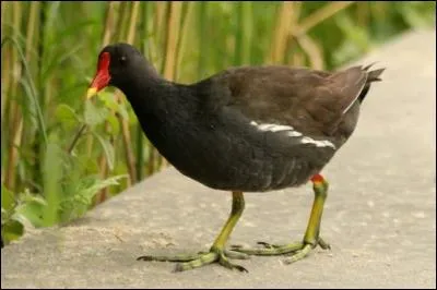 Un peu plus loin, vous voyez un oiseau noir qui se nourrit sur le chemin. Vous avez vu...