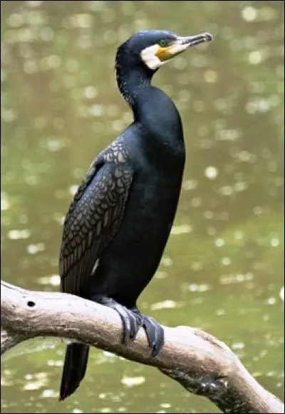 Dans un arbre, vous apercevez ce grand oiseau noir. Vous identifiez sans hésitation...