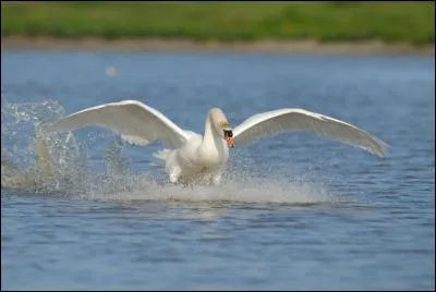 Vous voyez alors s'envoler ce grand oiseau, l'un des oiseaux volants les plus lourds au monde. Vous voyez un...