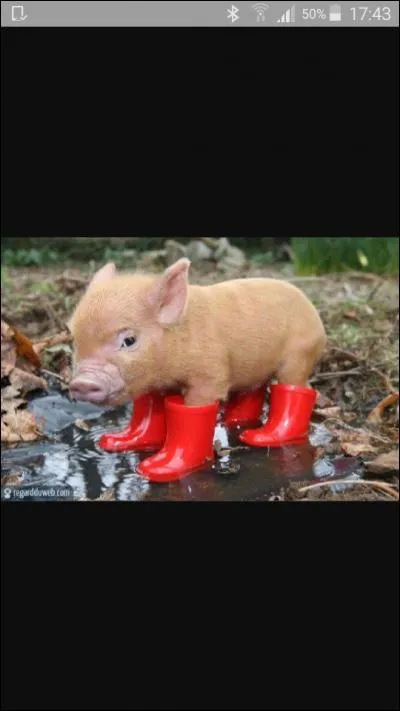 Pourquoi les cochons se roulent-ils dans la boue ?