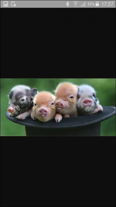 Les cochons sont-ils joueurs ?