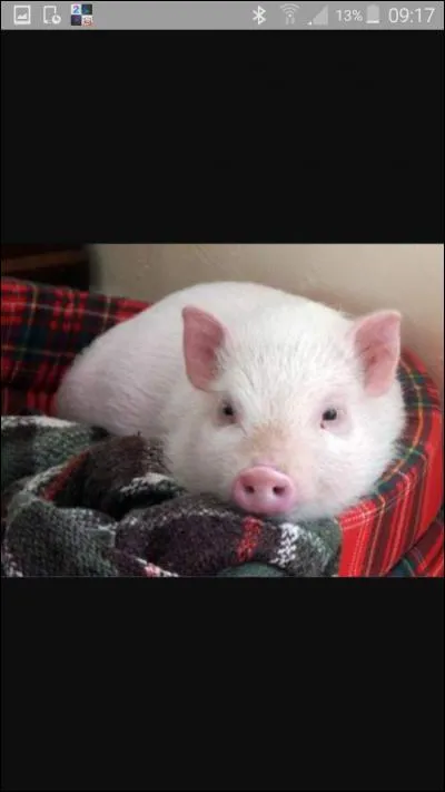 Sur quoi les cochons dorment-ils ?