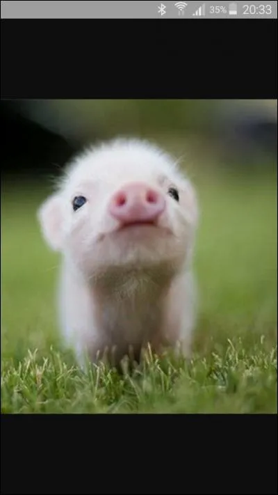 Comment s'appelle le bébé cochon ?