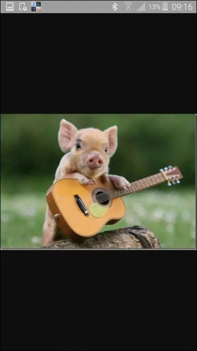 À quel âge le bébé cochon arrête de téter ?