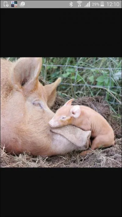 Comment s'appelle la maman cochon ?
