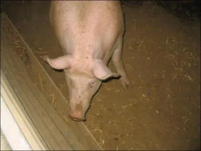 Le cochon est-il :