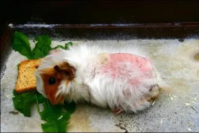 Lequel de ces parasites n'est pas  l'origine de la gale animale ?