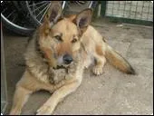 En moyenne,combien de temps dure la gestation d'une chienne ?