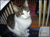 Quelle est la particularit du chat sphynx ?