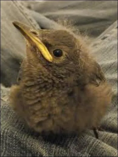 Quel est ce bébé ?